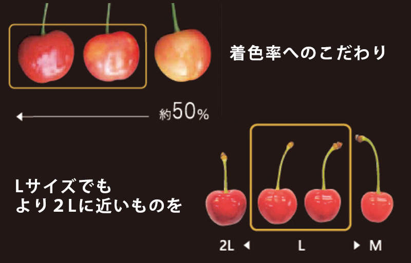 清川屋のさくらんぼは着色率50％以上、Lサイズでもより2Lに近いものを選別してお届けしています