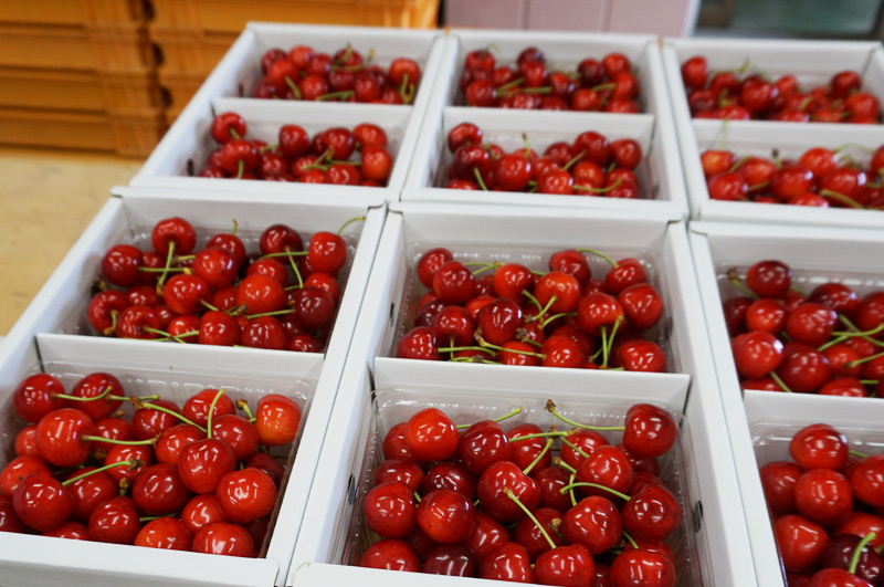 出荷直前のさくらんぼ