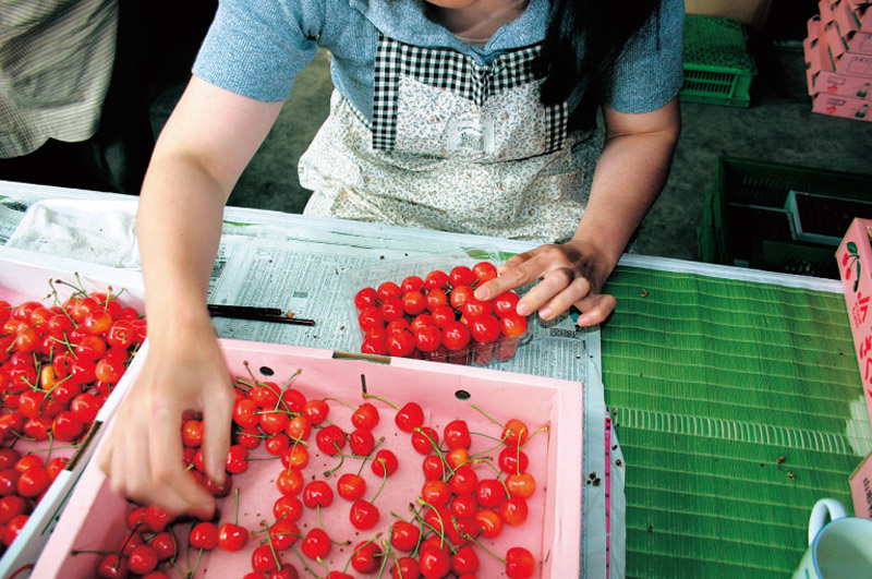 特選佐藤錦イメージ