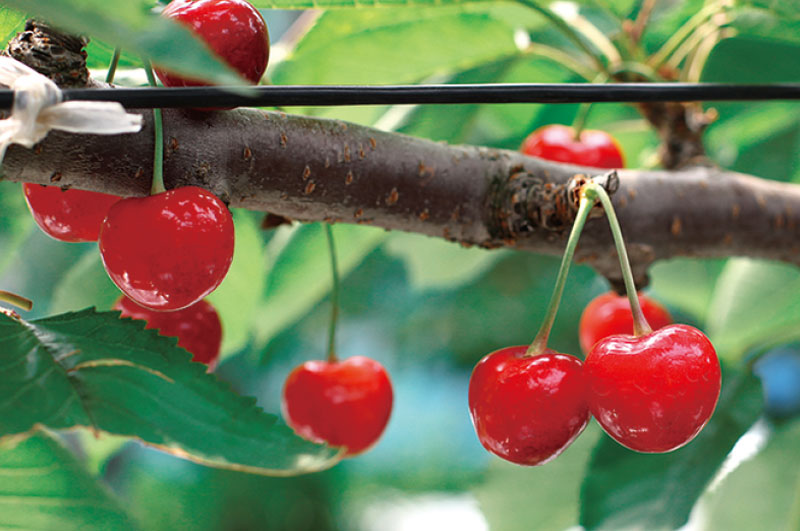 樹上に実る特選佐藤錦
