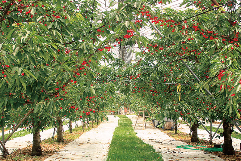 特選佐藤錦は清川屋の取り扱う佐藤錦の中で最もランクの高いさくらんぼです