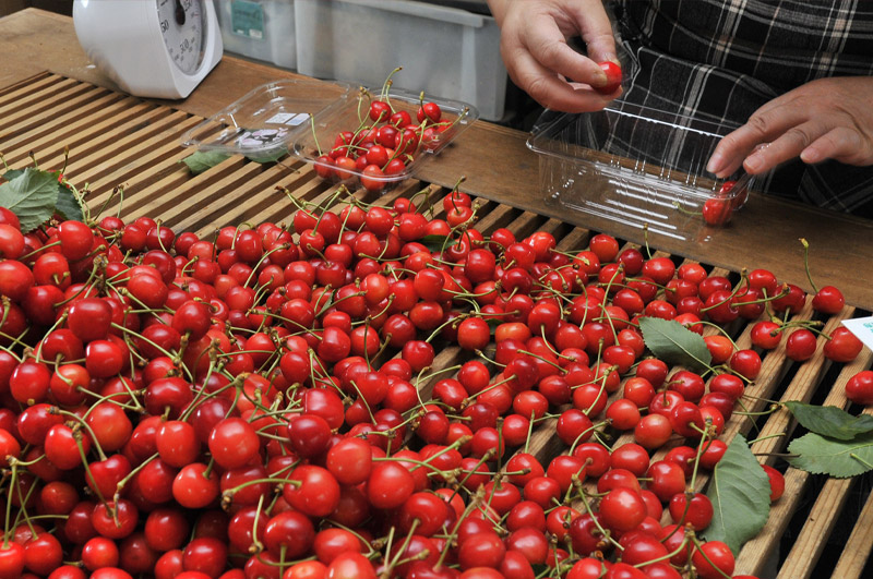 特選佐藤錦は特に選ばれた逸品です