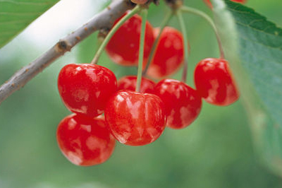 特選佐藤錦-樹上イメージ