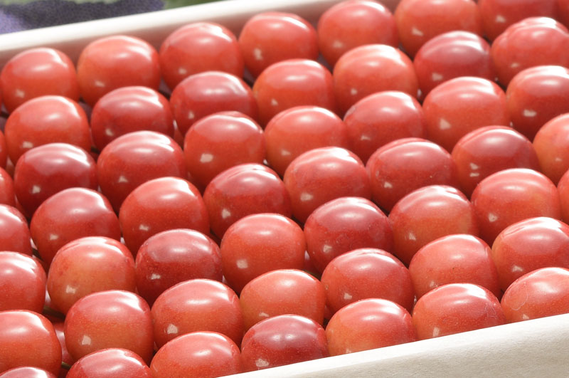 元祖佐藤錦_ずらりと敷き詰められたさくらんぼは圧巻