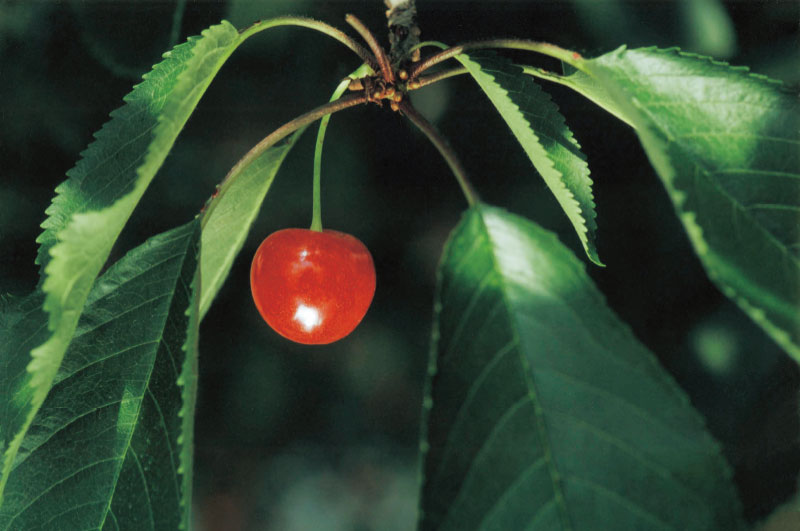 元祖佐藤錦_手塩にかけた深紅の一粒をお届けします