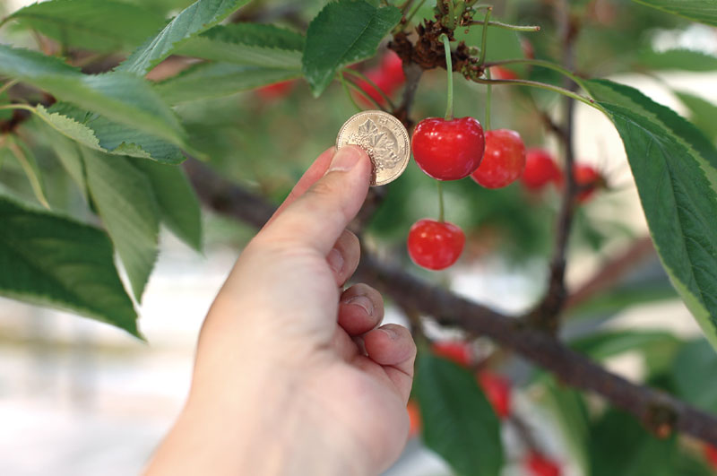 特選紅秀峰イメージ