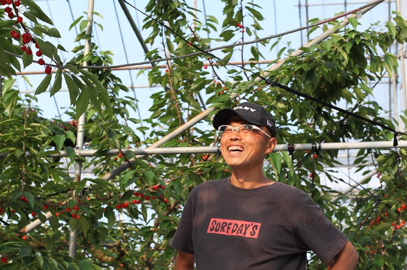 特選紅秀峰_清川屋のさくらんぼ農家さん