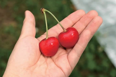 大粒の紅秀峰は農家さんが手をかけて育てた証です