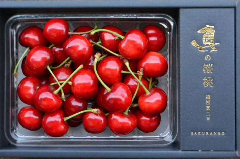 真の桜桃 佐藤錦500g_メインイメージ