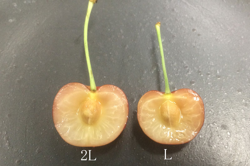 Lサイズと2Lサイズ