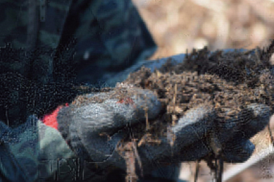 真の桜桃 佐藤錦500g_農業への熱い想いで先人たちの果樹園をよみがえらせます