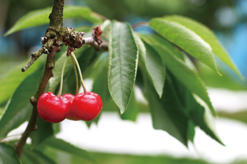 真の桜桃 佐藤錦_栄養満点で大きく育ったさくらんぼ