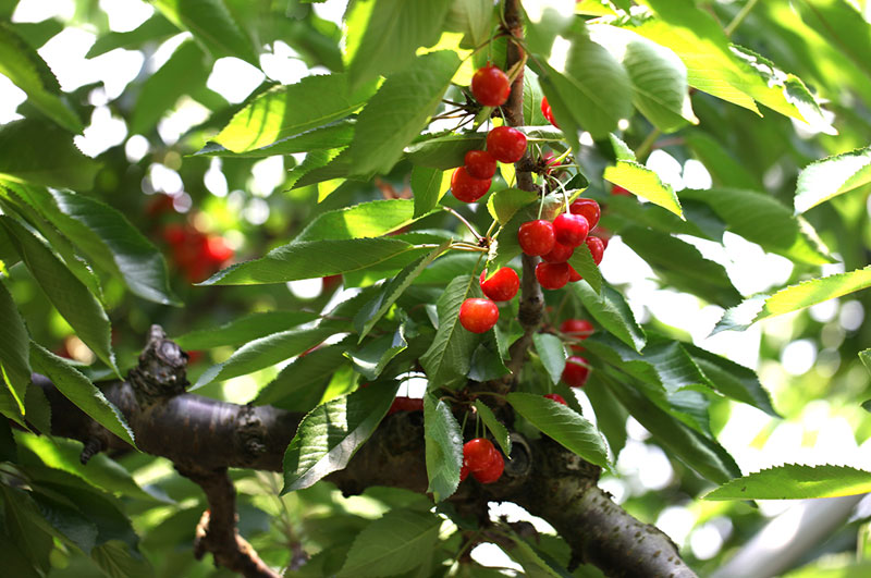 紅てまり_軸を太く育て、丁寧に収穫することで、軸が外れるのを防ぎます