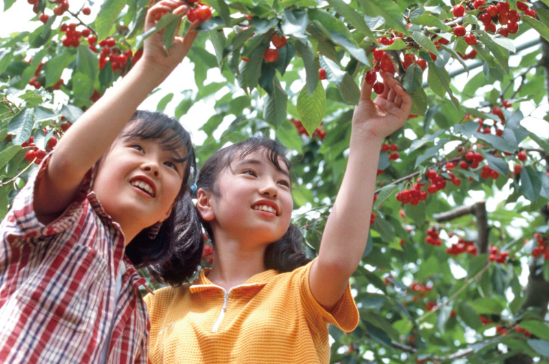 500gは約70粒。3～4人でお召し上がりいただける量です