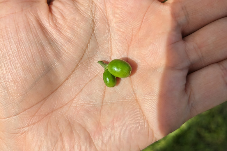 双子果のなり始め