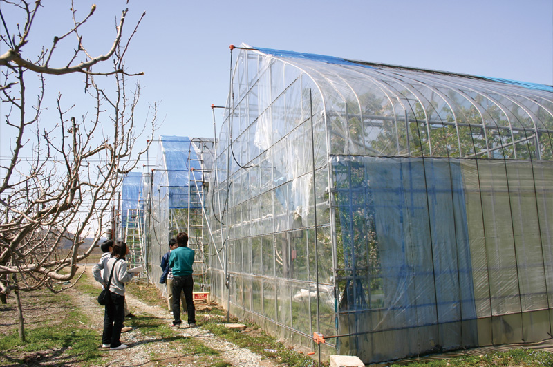 さくらんぼのビニールハウス