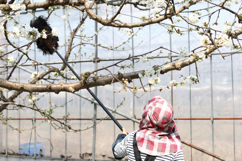 毛バタキを使っての受粉作業