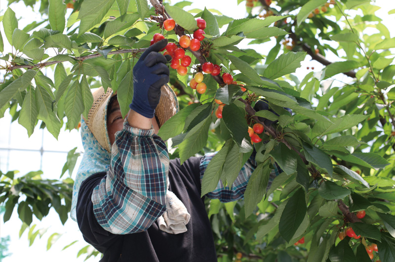 すぐりもぎの様子