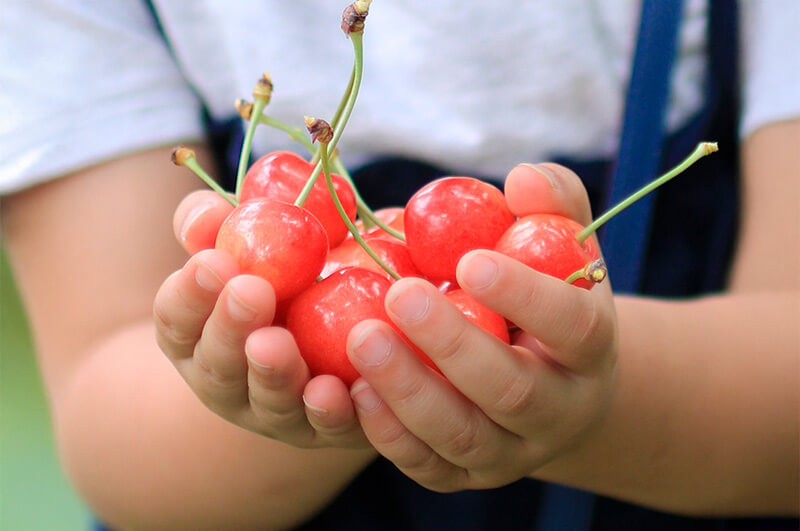 おすそわけ佐藤錦-メインイメージ
