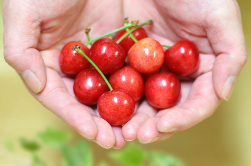 温室育ちさくらんぼ6月