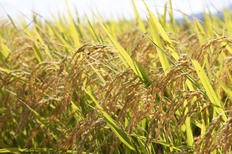 伝説の庄内米つや姫