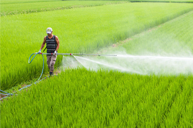 井上農場のつや姫