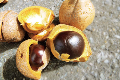 栃の実イメージ