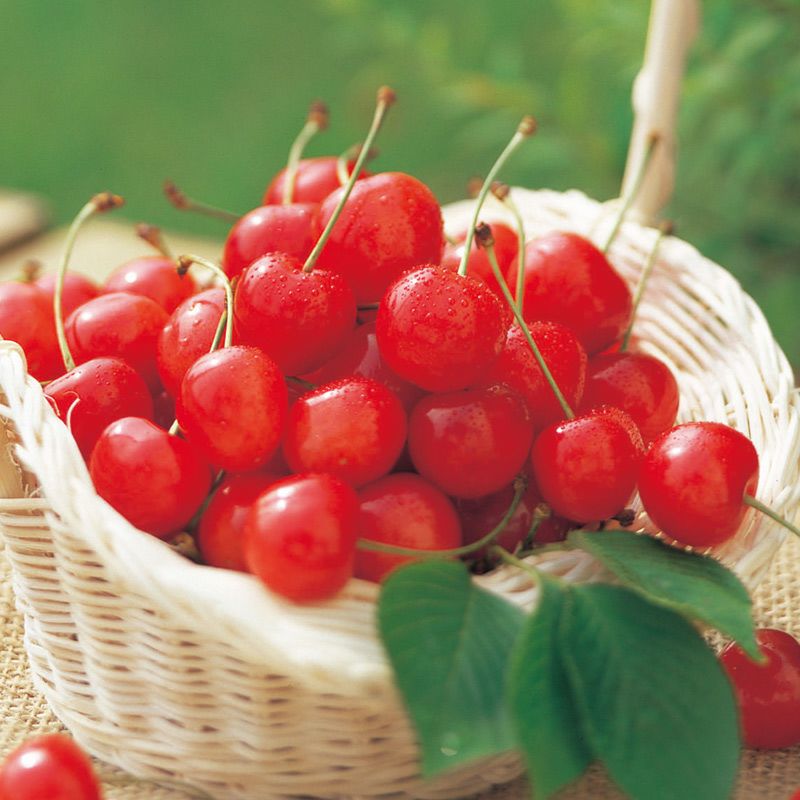 佐藤錦秀選バラ詰め