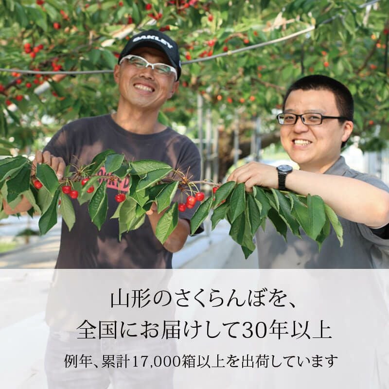 佐藤錦 L 1kg 2026予約｜1.7万箱超の実績｜山形さくらんぼ：清川屋