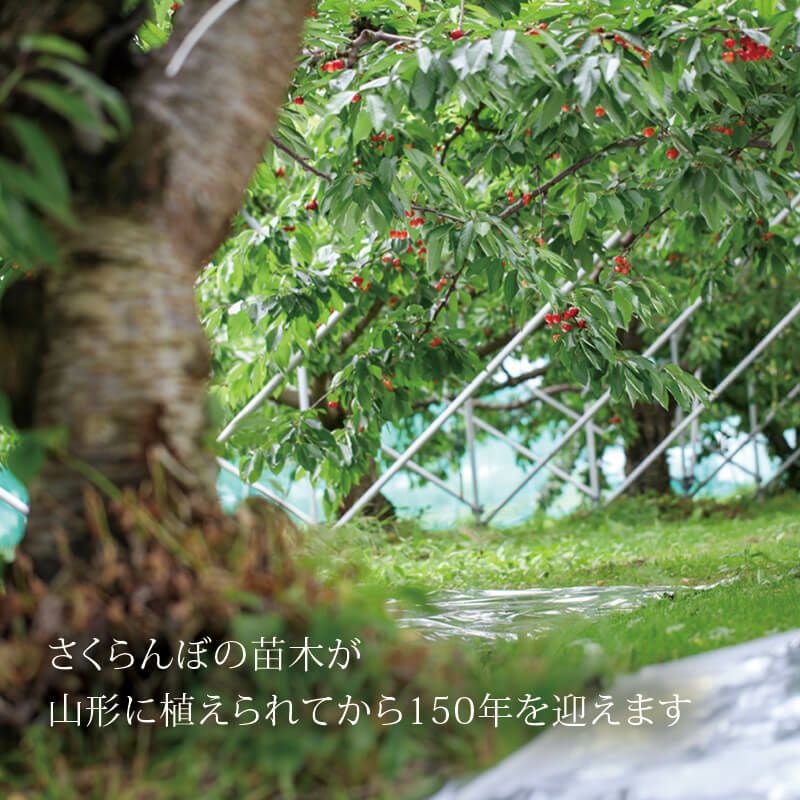 さくらんぼ１５０年を迎えます