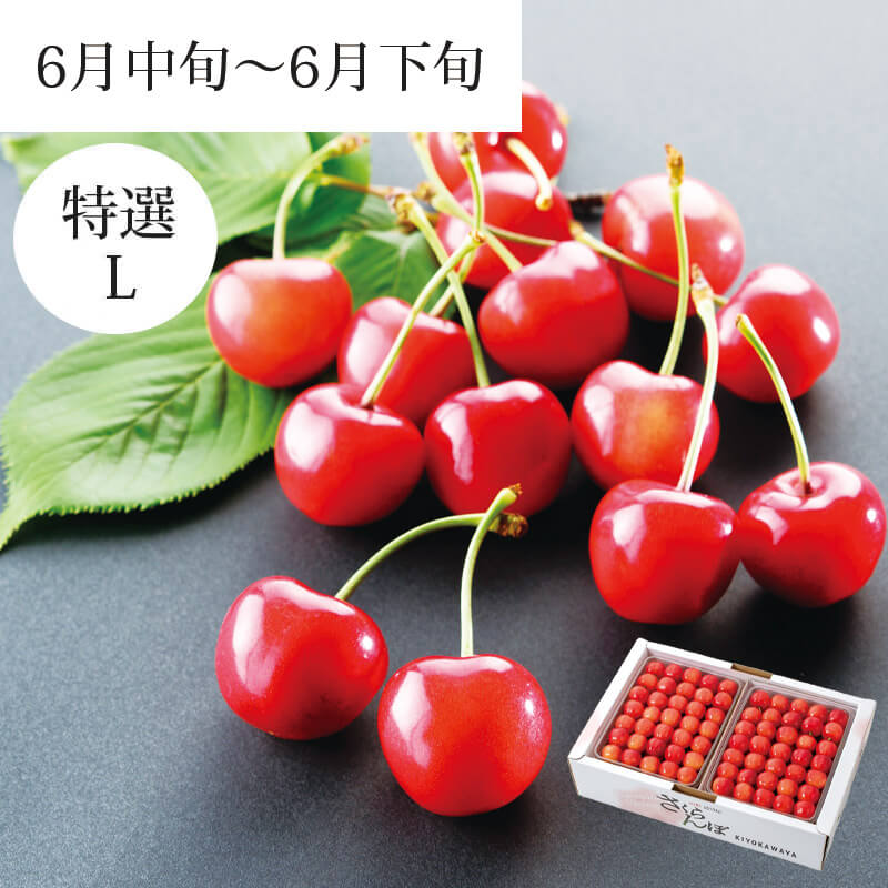 特選佐藤錦 職人詰1.2kg｜6月中～下旬｜1.7万箱実績