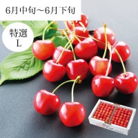 佐藤錦 特選 職人詰め L 1.2kg_イメージ