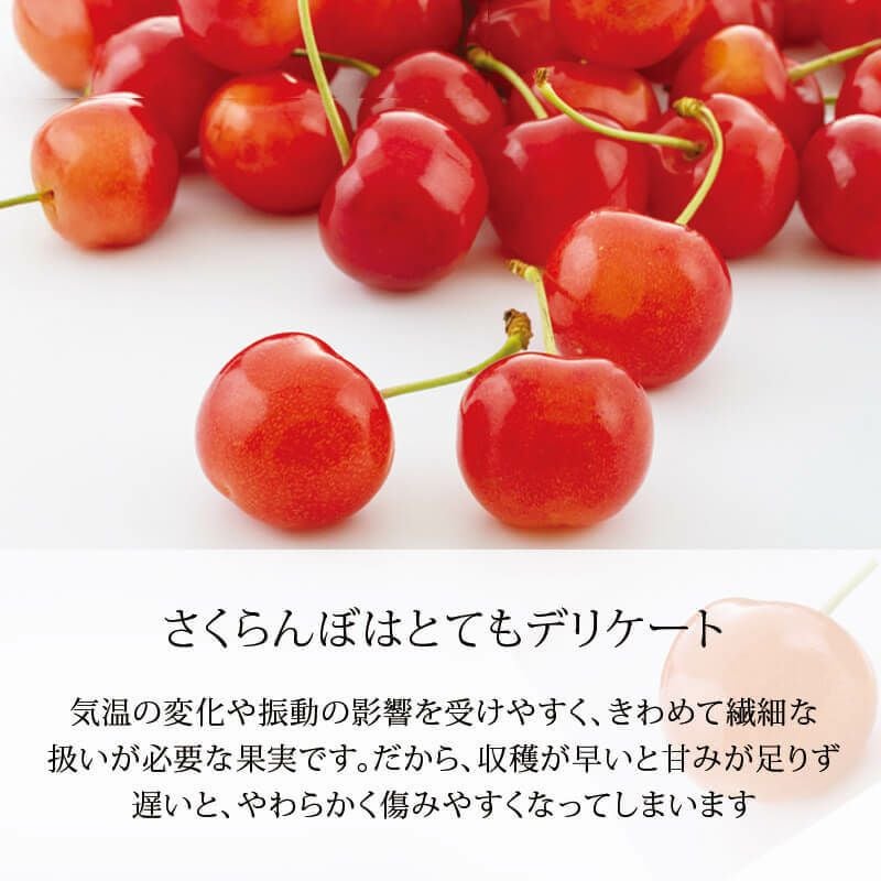 佐藤錦のさくらんぼちゃん 山形さくらんぼおすそ分けカップ入り｜清川屋