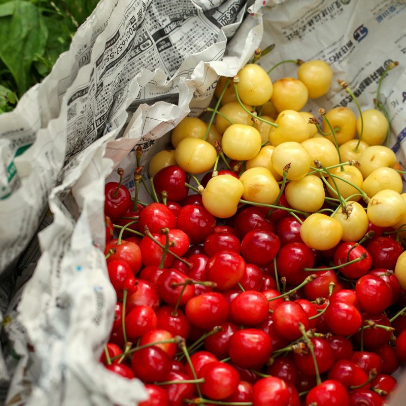 月山錦 2L ＆佐藤錦 秀選 L 各500gセット 山形さくらんぼ黄色い