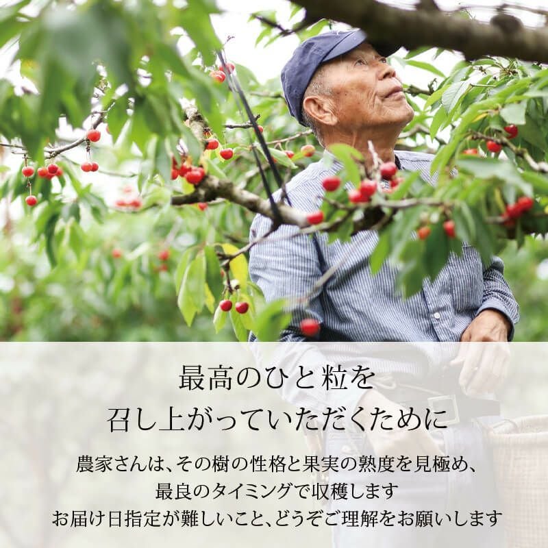 佐藤錦 特選バラ詰め 2L 500g 山形さくらんぼ大粒食べきりサイズ｜清川屋