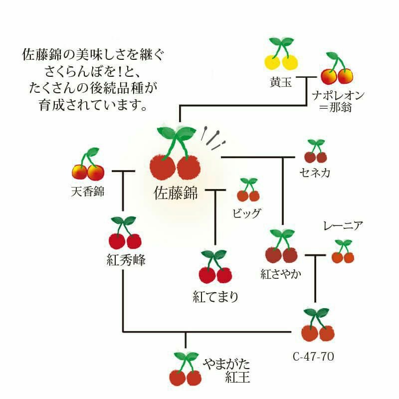 佐藤錦の品種図解