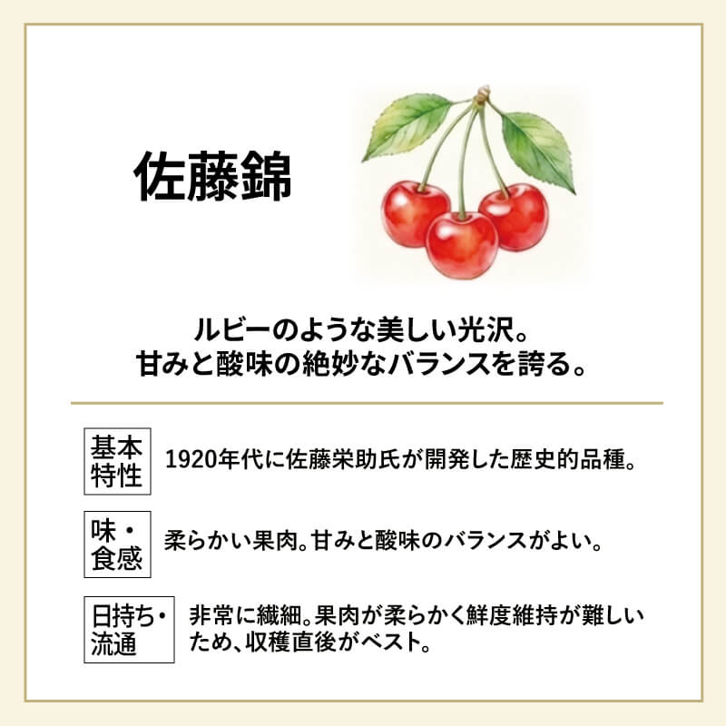 元祖佐藤錦 最高級 名人詰め L 500g 山形さくらんぼ佐藤錦発祥農園の