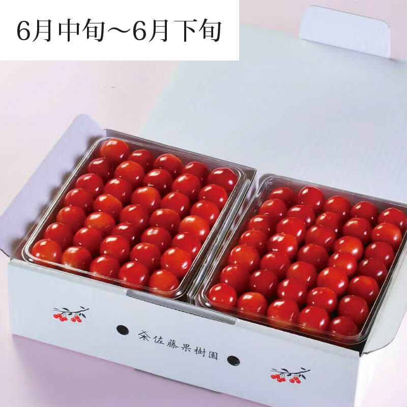 元祖佐藤錦 最高級 1.2kg