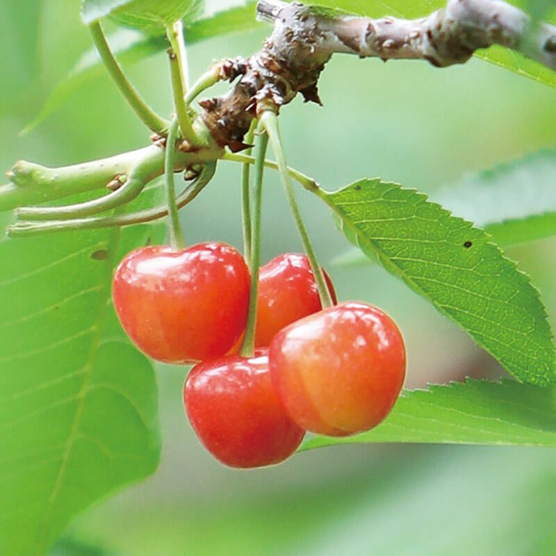 元祖佐藤錦 最高級 名人詰め Lサイズ 1.2kg 山形さくらんぼ佐藤錦発祥