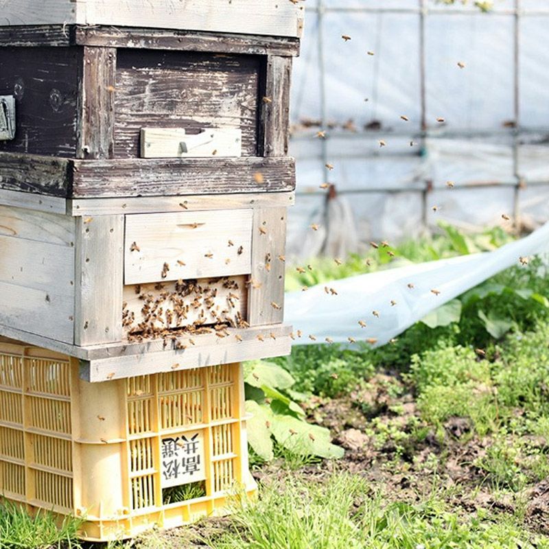 母の日さくらんぼ 佐藤錦 職人詰め 2L 300g 温室そだち 5月上旬お届け