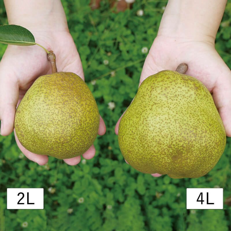 大玉 ラ・フランス 5～6L 3玉入 山形県産洋梨ラ・フランス｜清川屋