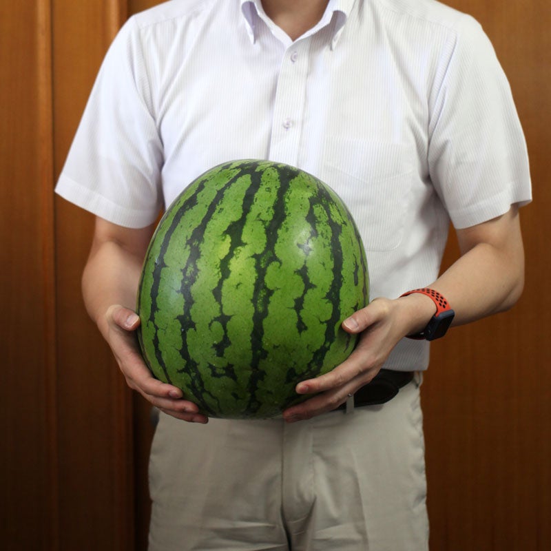 尾花沢大玉スイカ5～6L×1玉_イメージ3
