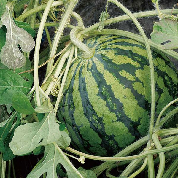 尾花沢　スイカ　2～3Ⅼ×2玉イメージ2