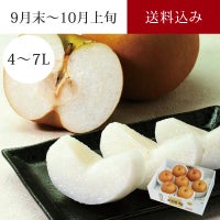 特選刈屋梨 あきづき 6～8玉 約4kg 9月末～10月上旬お届け