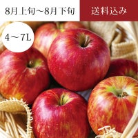 和合平産りんご つがる 8～10玉 約2.5kg 9月上旬～9月中旬お届け