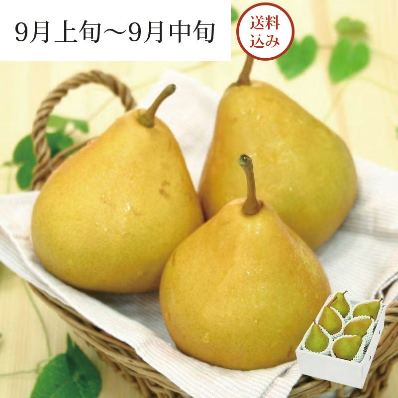 山形育ちの洋梨 オーロラ 6玉 約2kg 9月上旬～9月中旬お届け