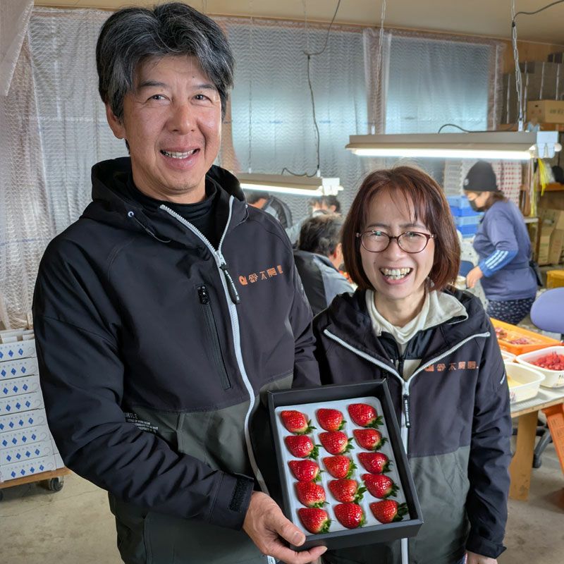 雪国の朝採り苺 山形の春いちご（とちおとめ）｜清川屋