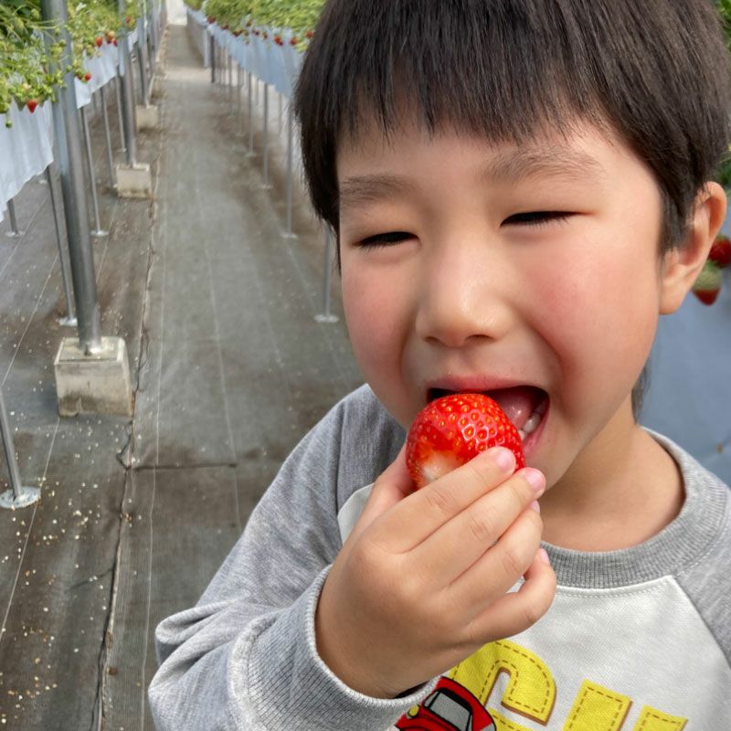 雪国の朝採り苺 山形の春いちご（とちおとめ）｜清川屋
