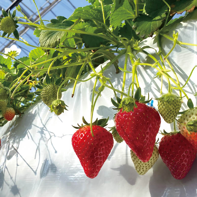 雪国の春採り苺_イメージ5