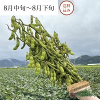 枝付き 白山村産 だだちゃ豆 2把入 ＜本豆＞_イメージ1